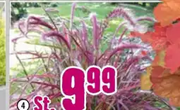 Hornbach Rotes lampenputzergras „fireworks“ Angebot