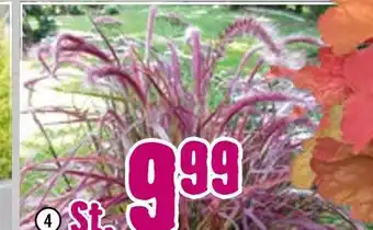 Hornbach Rotes lampenputzergras „fireworks“ Angebot