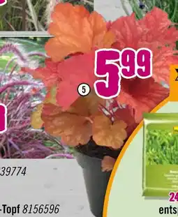 Hornbach Purpurglöckchen „heuchera x hybridum“ Angebot