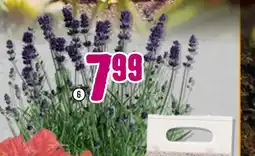 Hornbach Lavendel „lavandula angustifolia“ Angebot