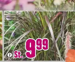 Hornbach Lampenputzergras „puppy love“ Angebot