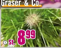 Hornbach Lampenschirmgras „hameln“ Angebot