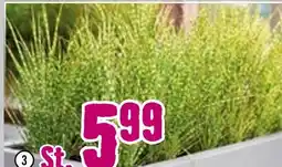 Hornbach Chinaschilf „gold bar“ Angebot