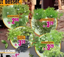 Hornbach Bio-kräuter Angebot