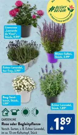 Aldi Süd GARDENLINE Rose oder Begleitpflanze Angebot