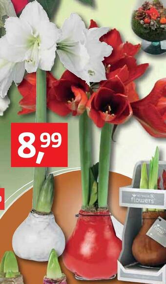 Bauhaus Waxz-amaryllis Angebot