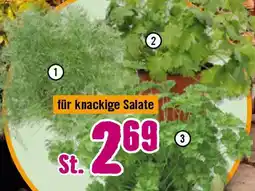 Hornbach FloraSelf Bio-Kräuter Angebot