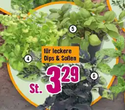Hornbach FloraSelf Bio-Kräuter Angebot