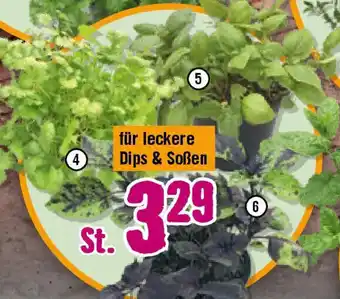 Hornbach FloraSelf Bio-Kräuter Angebot