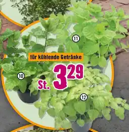 Hornbach FloraSelf Bio-Kräuter Angebot
