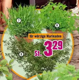 Hornbach FloraSelf Bio-Kräuter Angebot