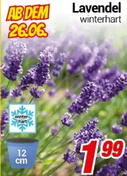 CENTERSHOP Lavendel Angebot