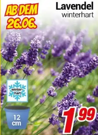 CENTERSHOP Lavendel Angebot