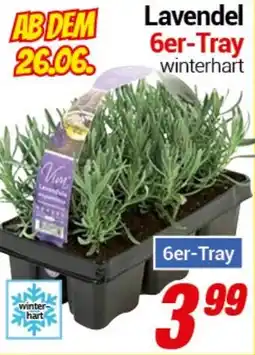 CENTERSHOP Lavendel 6er-Tray Angebot