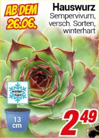 CENTERSHOP Hauswurz Angebot