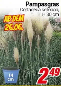 CENTERSHOP Pampasgras Angebot