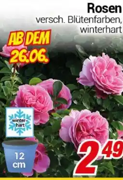 CENTERSHOP Rosen Angebot