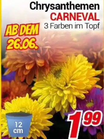 CENTERSHOP Chrysanthemen CARNEVAL Angebot