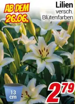 CENTERSHOP Lilien Angebot