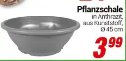 CENTERSHOP Pflanzschale Angebot