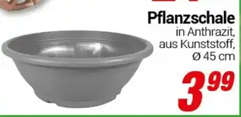 CENTERSHOP Pflanzschale Angebot