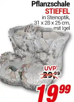 CENTERSHOP Pflanzschale STIEFEL Angebot