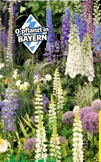 Hagebau Sommerstauden Angebot