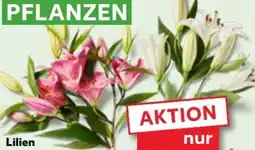 Kaufland Orientalische Lilien Angebot