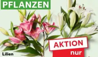 Kaufland Orientalische Lilien Angebot