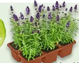 Kaufland Lavendel Angebot