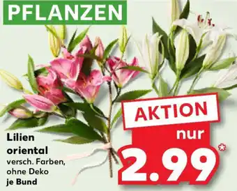 Kaufland Lilien oriental Angebot