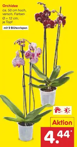 Netto Marken-Discount Orchidee Angebot