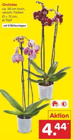 Netto Marken-Discount Orchidee Angebot