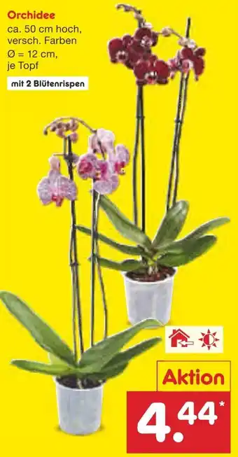 Netto Marken-Discount Orchidee Angebot