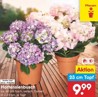 Netto Marken-Discount Hortensienbusch Angebot