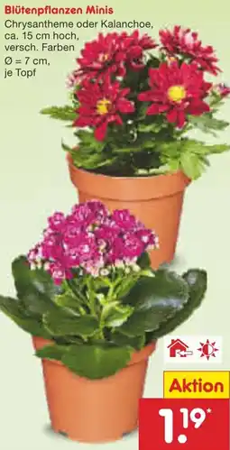 Netto Marken-Discount Blütenpflanzen Minis Angebot