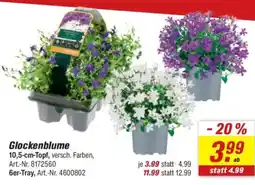 toom Baumarkt Glockenblume Angebot
