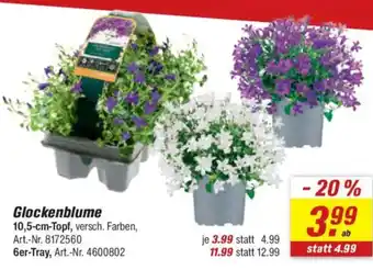 toom Baumarkt Glockenblume Angebot