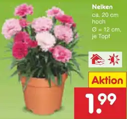 Netto Marken-Discount Nelken Angebot