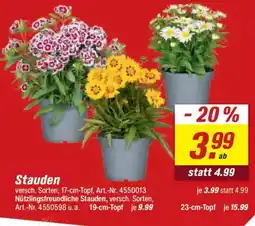 toom Baumarkt Stauden Angebot