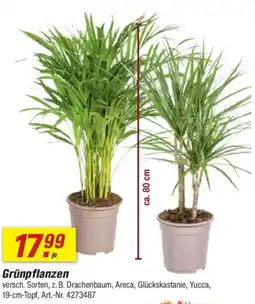 toom Baumarkt Grünpflanzen Angebot