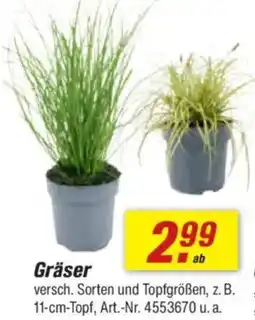 toom Baumarkt Gräser Angebot