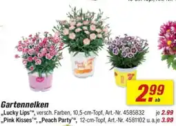 toom Baumarkt Gartennelken Angebot