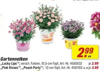 toom Baumarkt Gartennelken Angebot