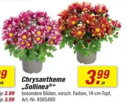 toom Baumarkt Chrysantheme „Sollinea" Angebot