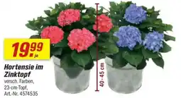 toom Baumarkt Hortensie im Zinktopf Angebot