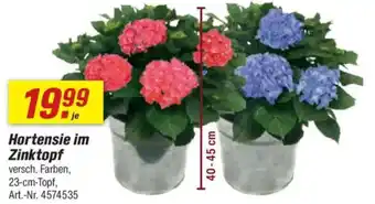toom Baumarkt Hortensie im Zinktopf Angebot