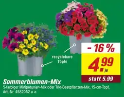 toom Baumarkt Sommerblumen-Mix Angebot