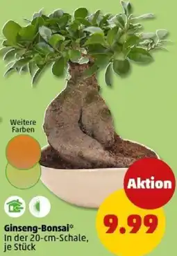 PENNY Ginseng-Bonsai Angebot