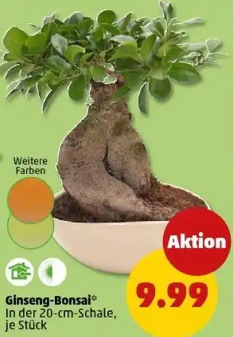 PENNY Ginseng-Bonsai Angebot